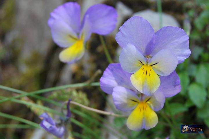 viola del pensiero.JPG